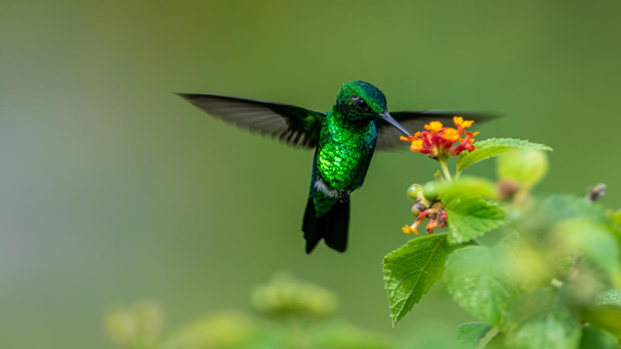 La desconocida planta que crece hasta dos metros y es un talismán para los colibríes